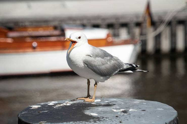 Eine Möwe mit weit geöffnetem Schnabel blickt von einem Pfahl im Hafen in die Kamera.